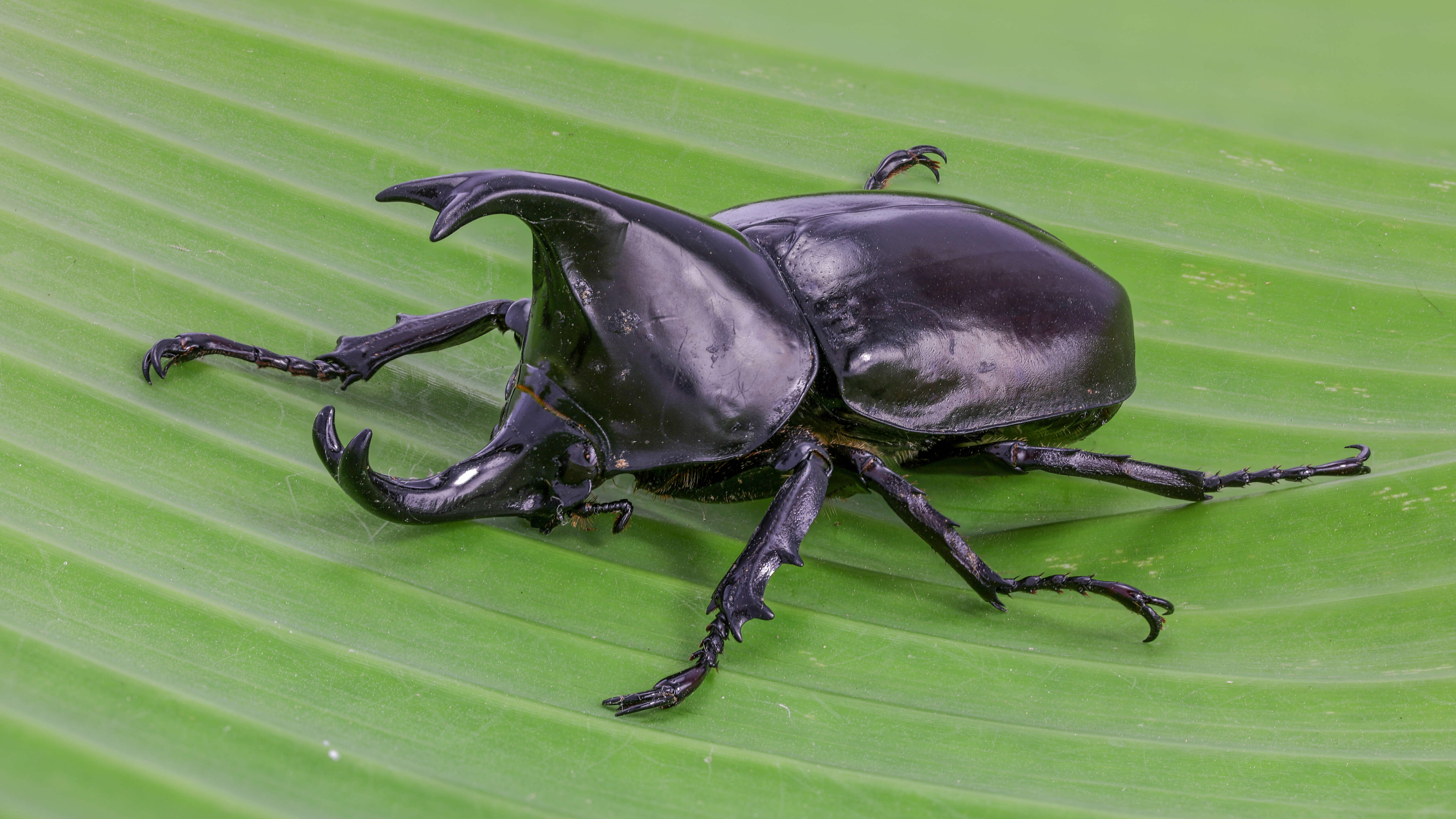 Image of Xylotrupes socrates Schauffus 1864