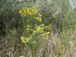 Слика од Gompholobium latifolium Sm.