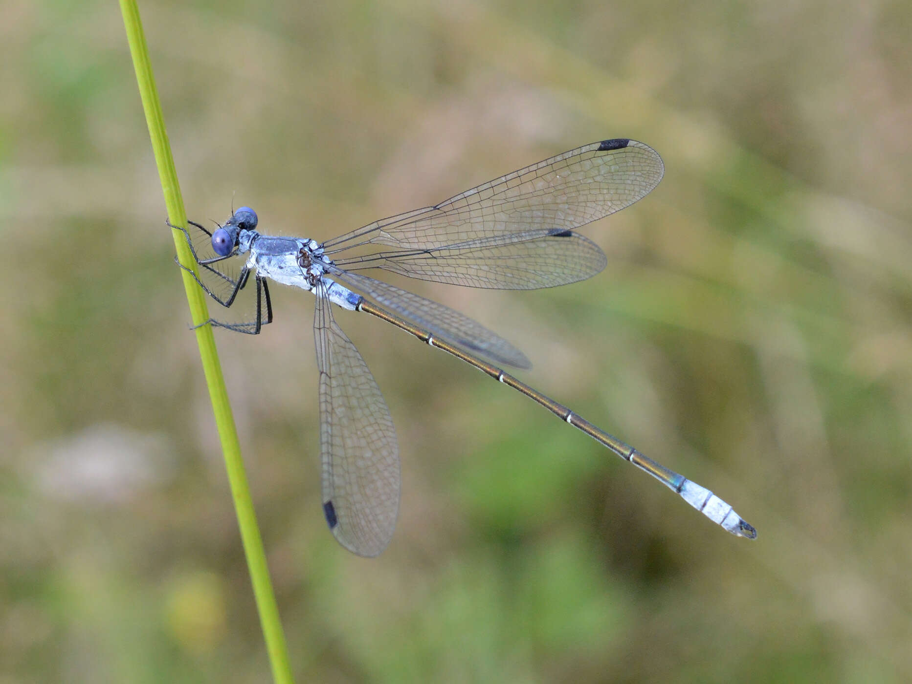 Image of Dark Spreadwing