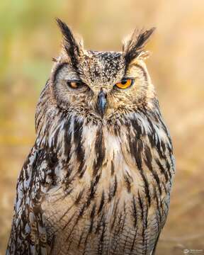 Image of Indian Eagle-Owl