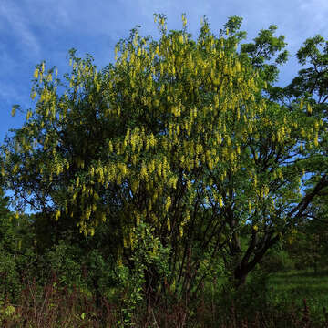 Image of Common Laburnum