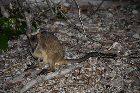 Image of Unadorned Rock Wallaby