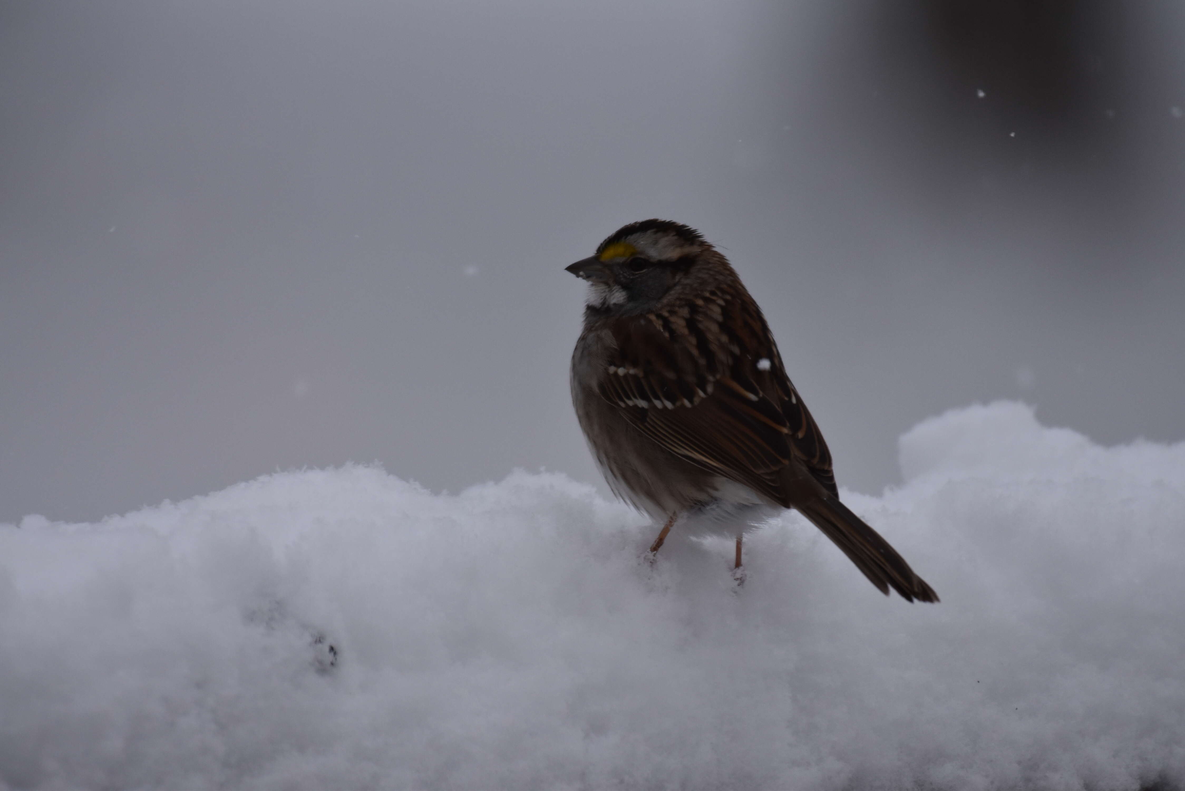 Image of White-throated Sparrow