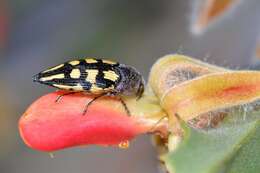 Image of Astraeus flavopictus Laporte & Gory 1837