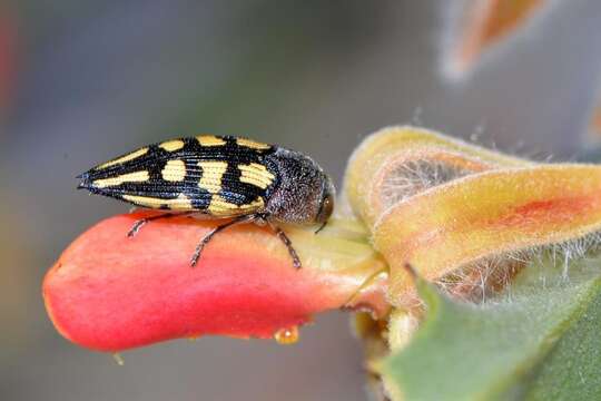 Слика од Astraeus flavopictus Laporte & Gory 1837