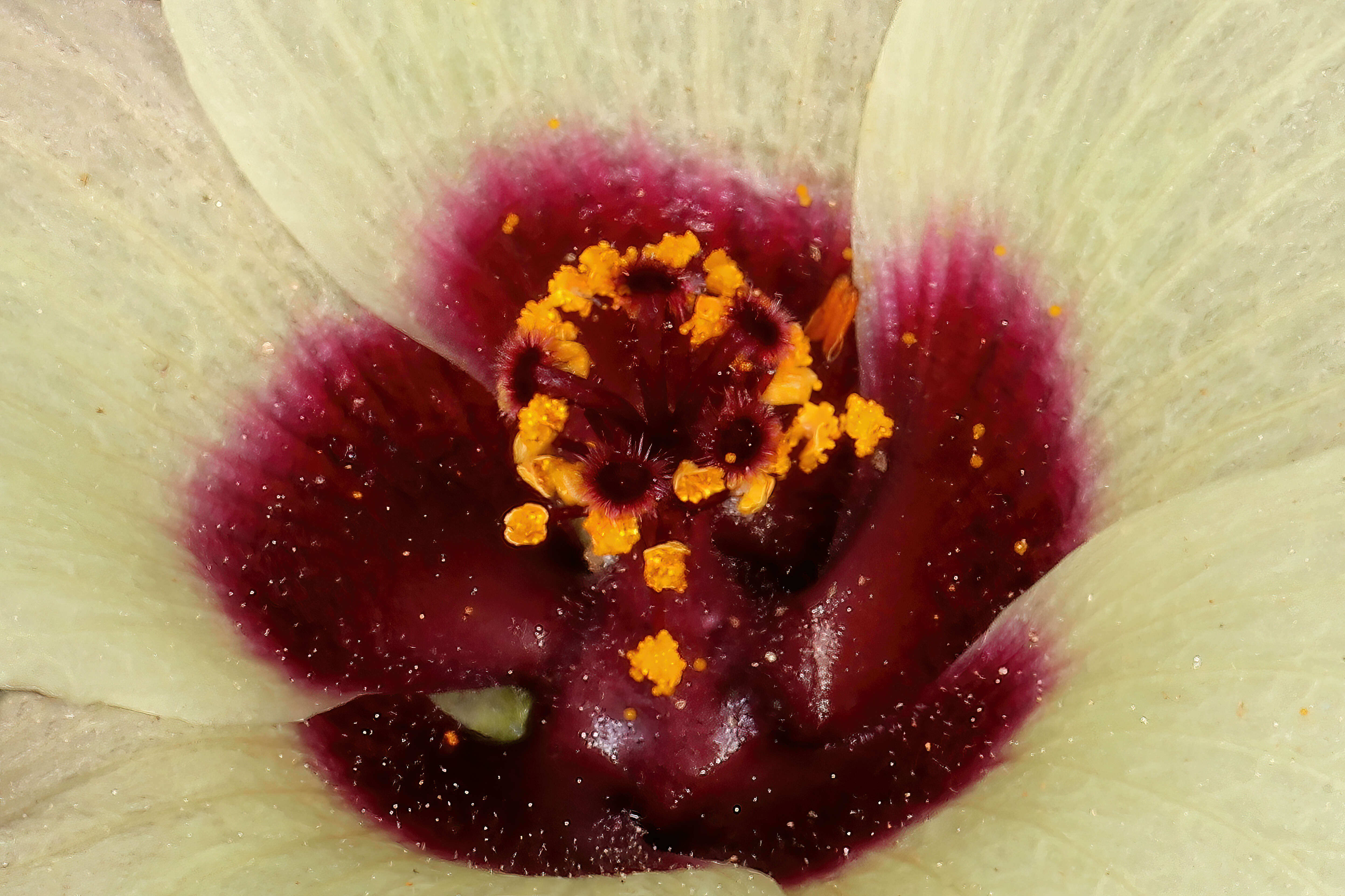 Image of flower of an hour