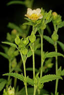 Image of common wireweed