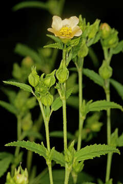 Image of common wireweed