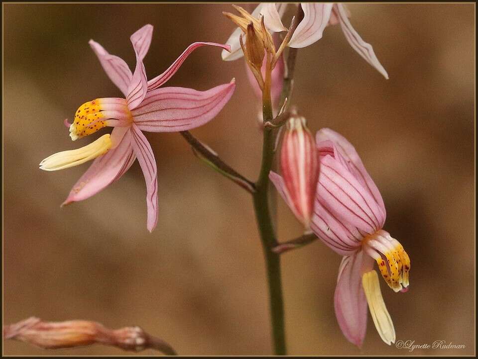 Image of Cyanella lutea L. fil.