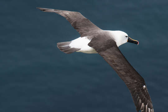 Image of Indian Yellow-nosed Albatross