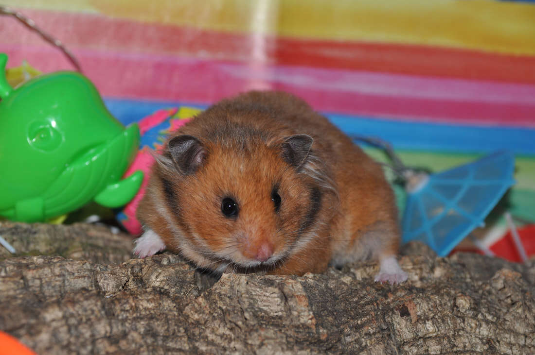 Image of hamsters