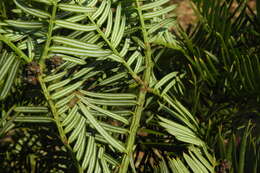 Sivun Cephalotaxus sinensis (Rehd. & E. H. Wilson) H. L. Li kuva