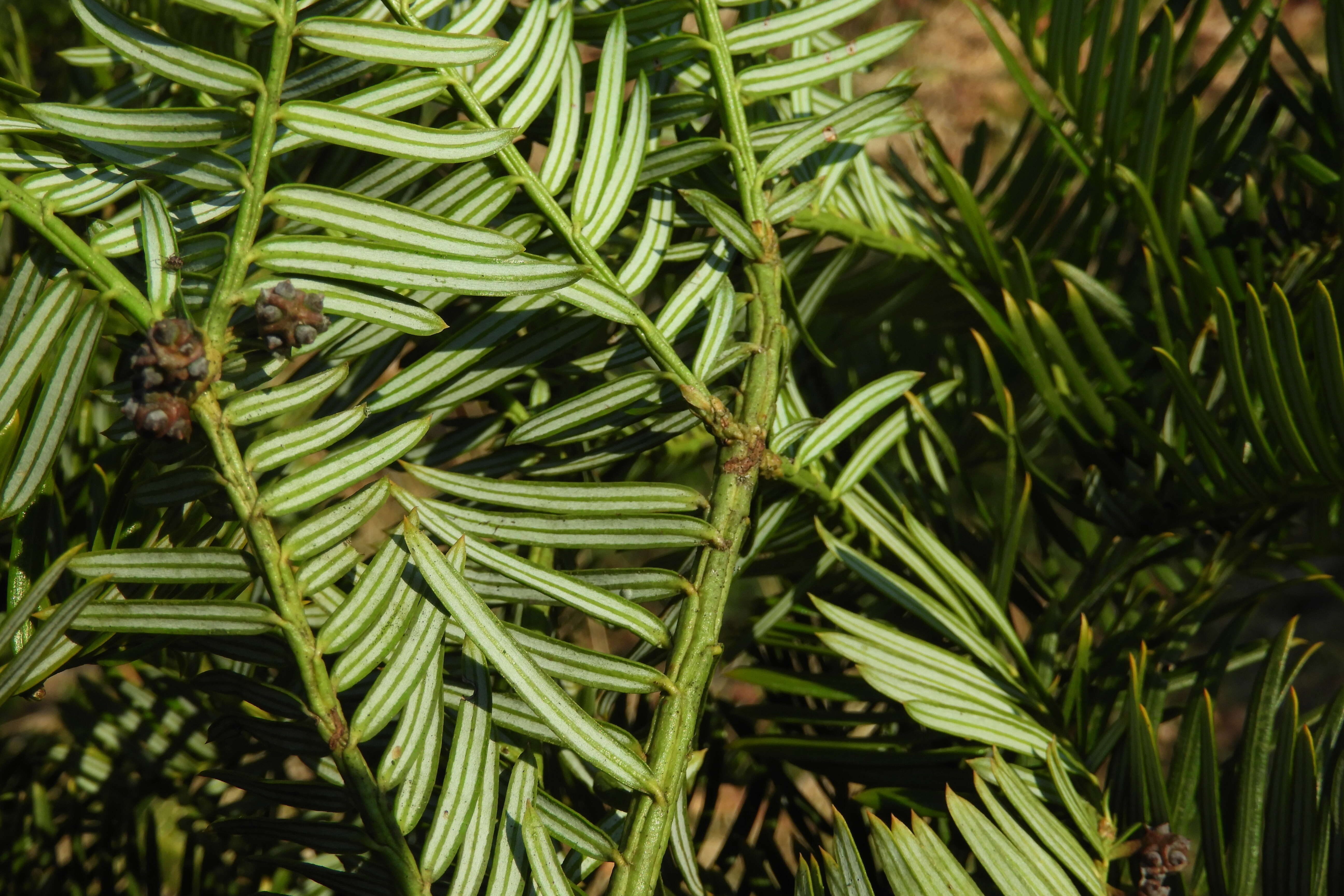 Image of Chinese Plum Yew