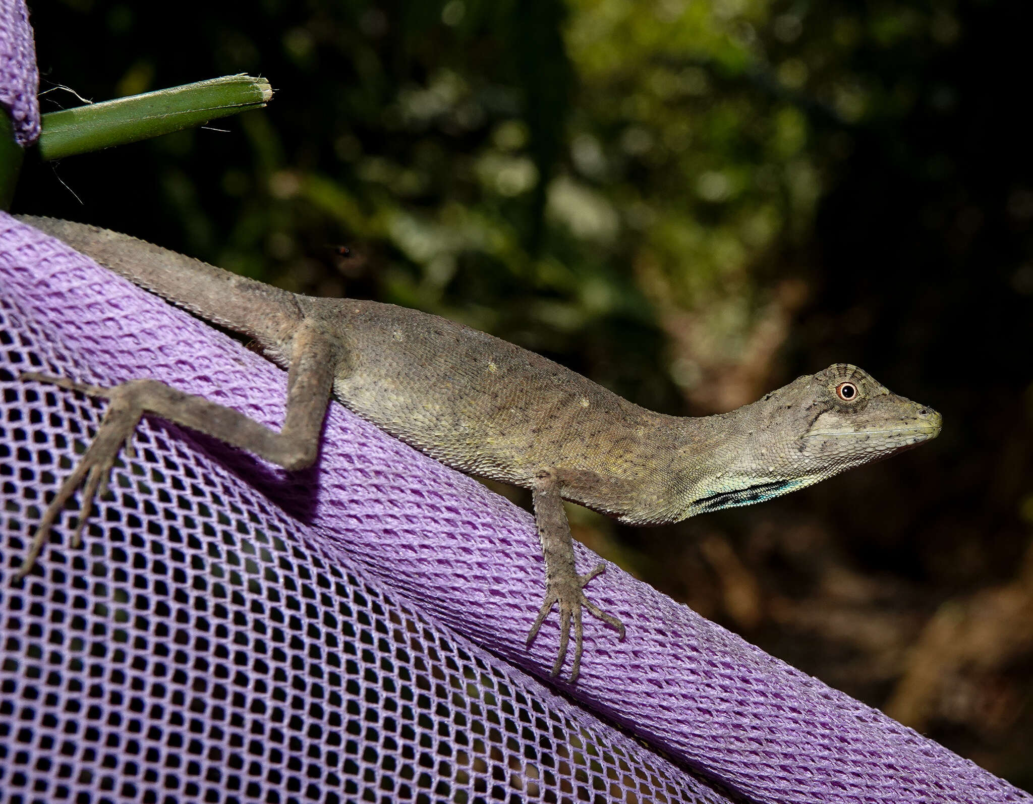 Image of Green Fan-throated lizard