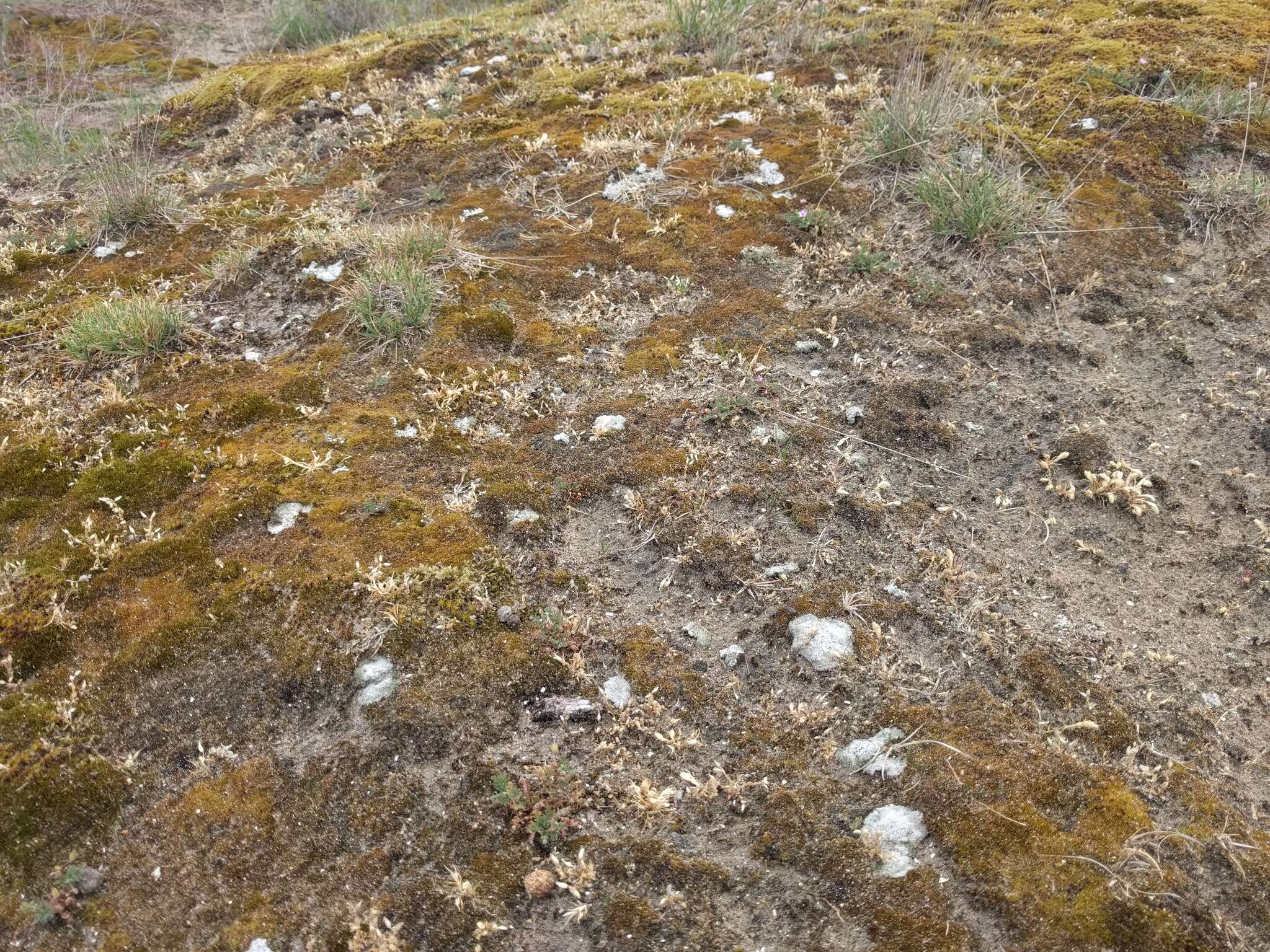 Image of Cow pie lichen