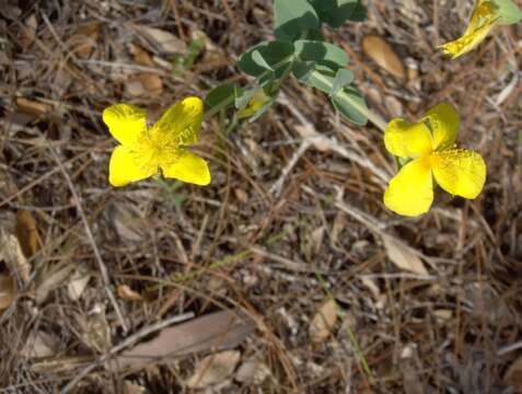 Image of fourpetal St. Johnswort