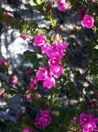 Image of Australian Native Rose