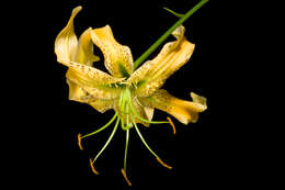 Image of Henry's lily