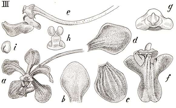 Image of Ascocentrum