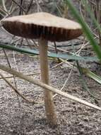 Image of Psathyrella ammophila (Durieu & Lév.) P. D. Orton 1960