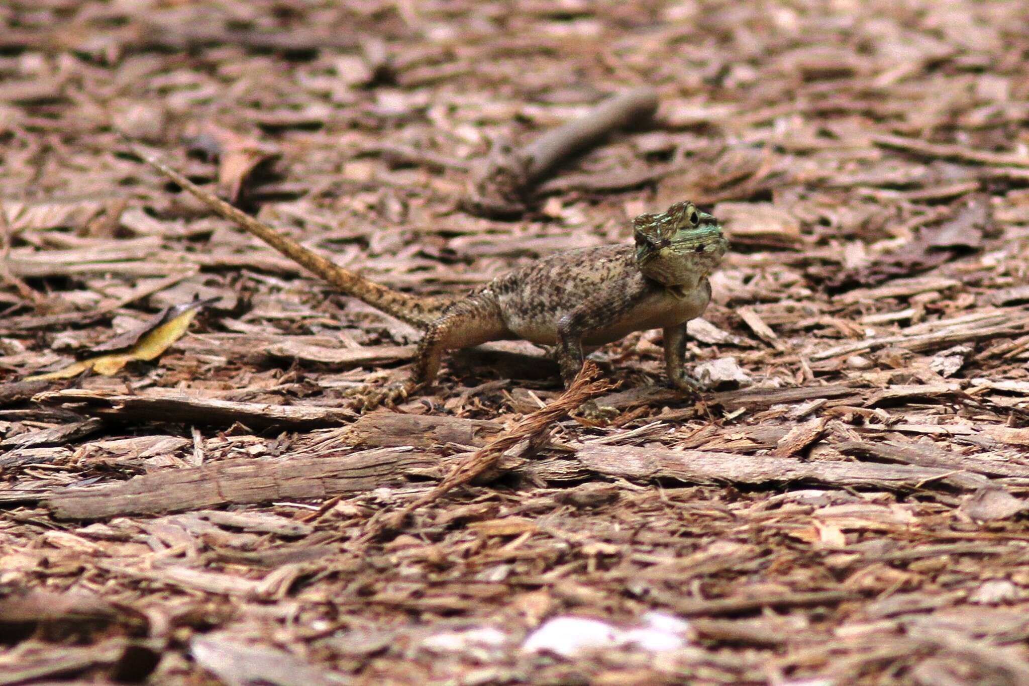 Imagem de Agama picticauda (Peters 1877)