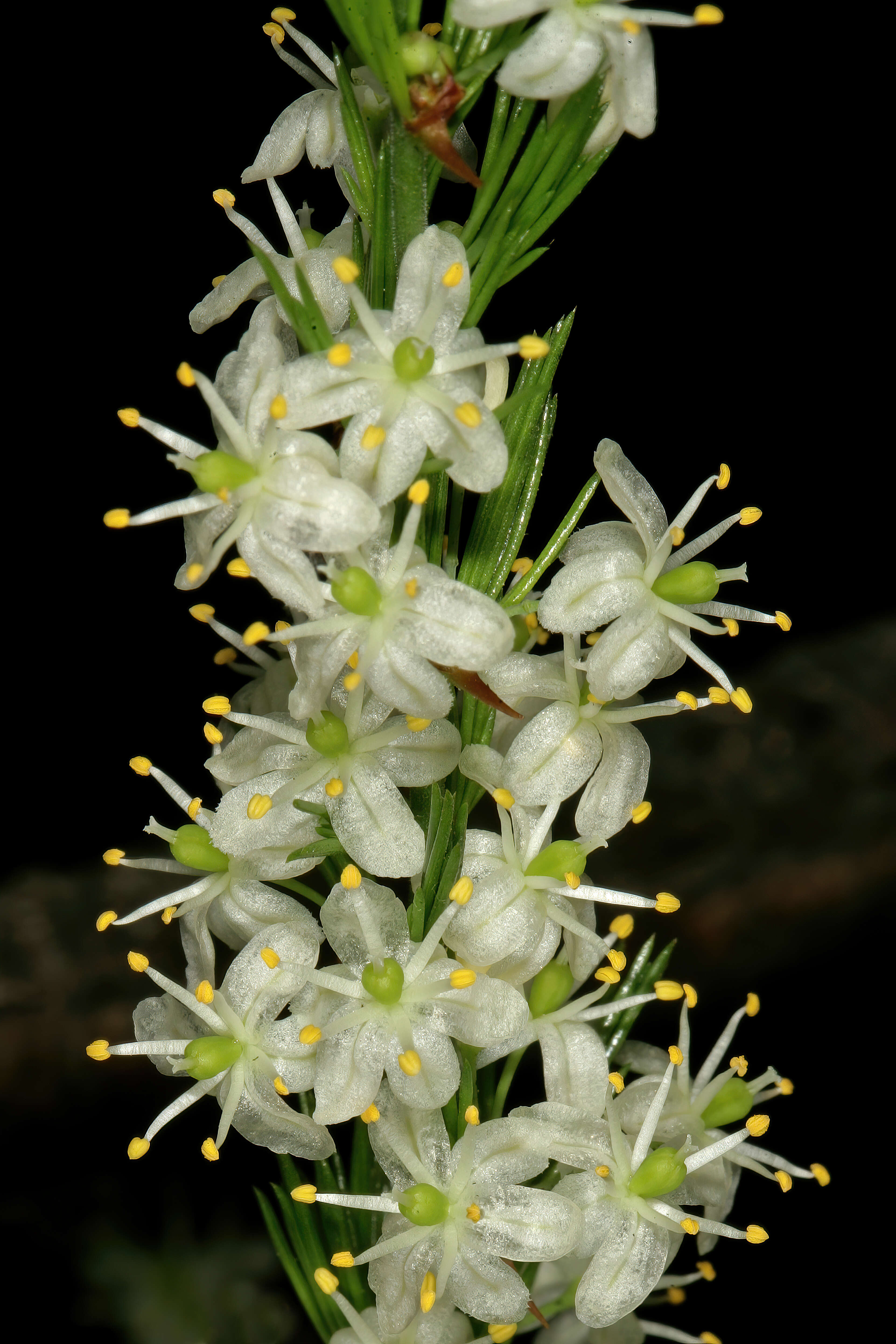 Image of African asparagus