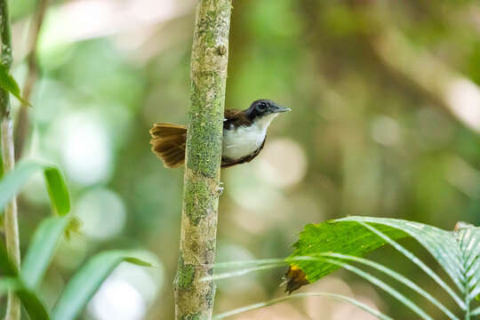 Image of Bicolored Antbird