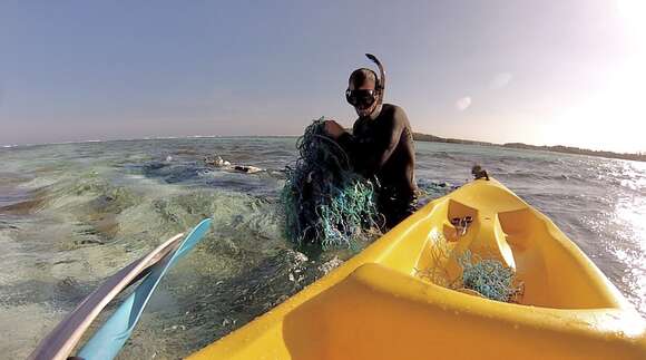 Image of Ridley sea turtles