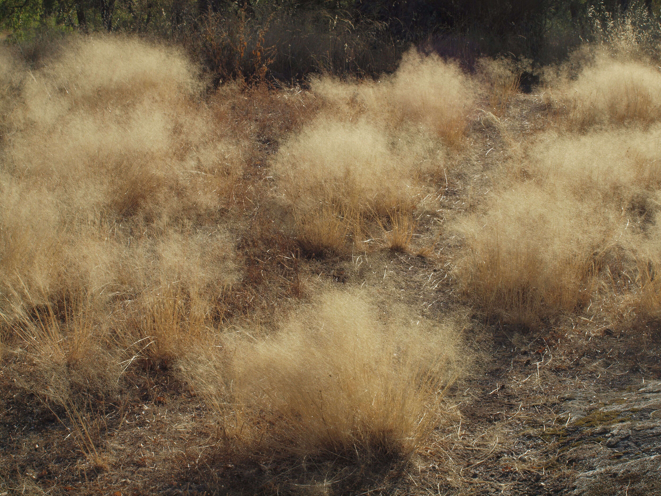 Image of bentgrass