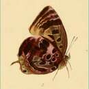 Image of Arhopala adherbal Grose-Smith 1897