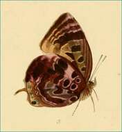 Image of Arhopala adherbal Grose-Smith 1897