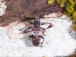 Image of Pogonocherus fasciculatus (Degeer 1775)