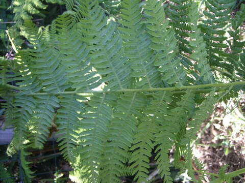 Image of Bracken