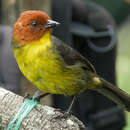 Image of Tepui Brush Finch