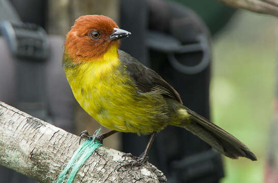 Image of Tepui Brush Finch