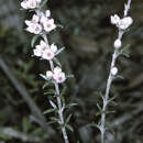 Image of Boronia rigens Cheel