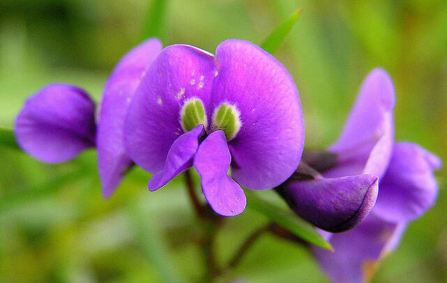 Image of Australian lilac vine