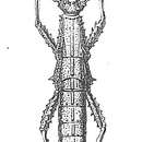 Image of Heterocopus leprosus Redtenbacher 1906