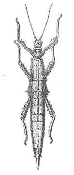 Image of Heterocopus