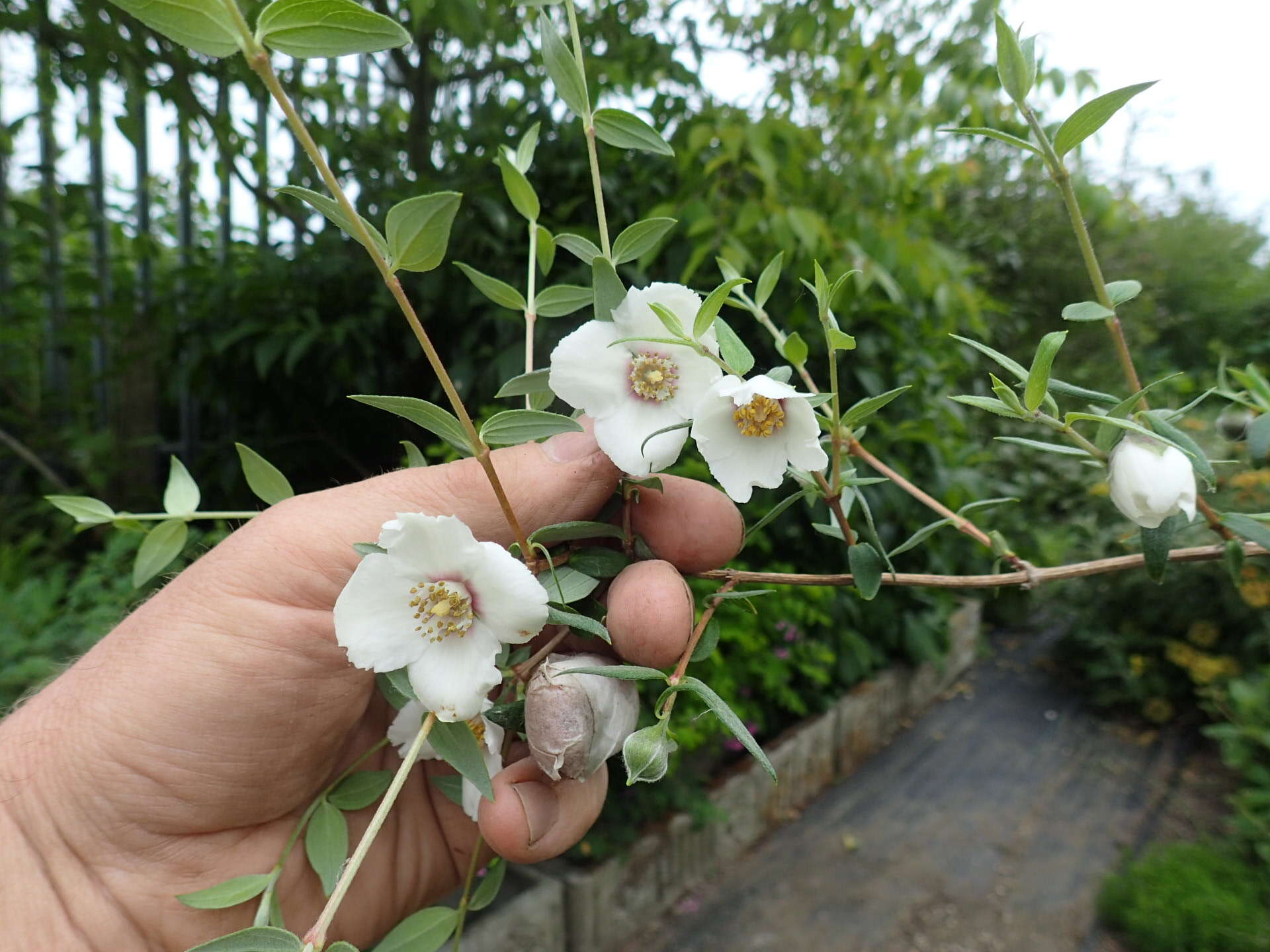 Image of Philadelphus mexicanus Schltdl.