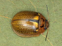 Image of Paropsisterna agricola