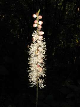 Image of Actaea japonica C. P. Thunberg ex A. Murray