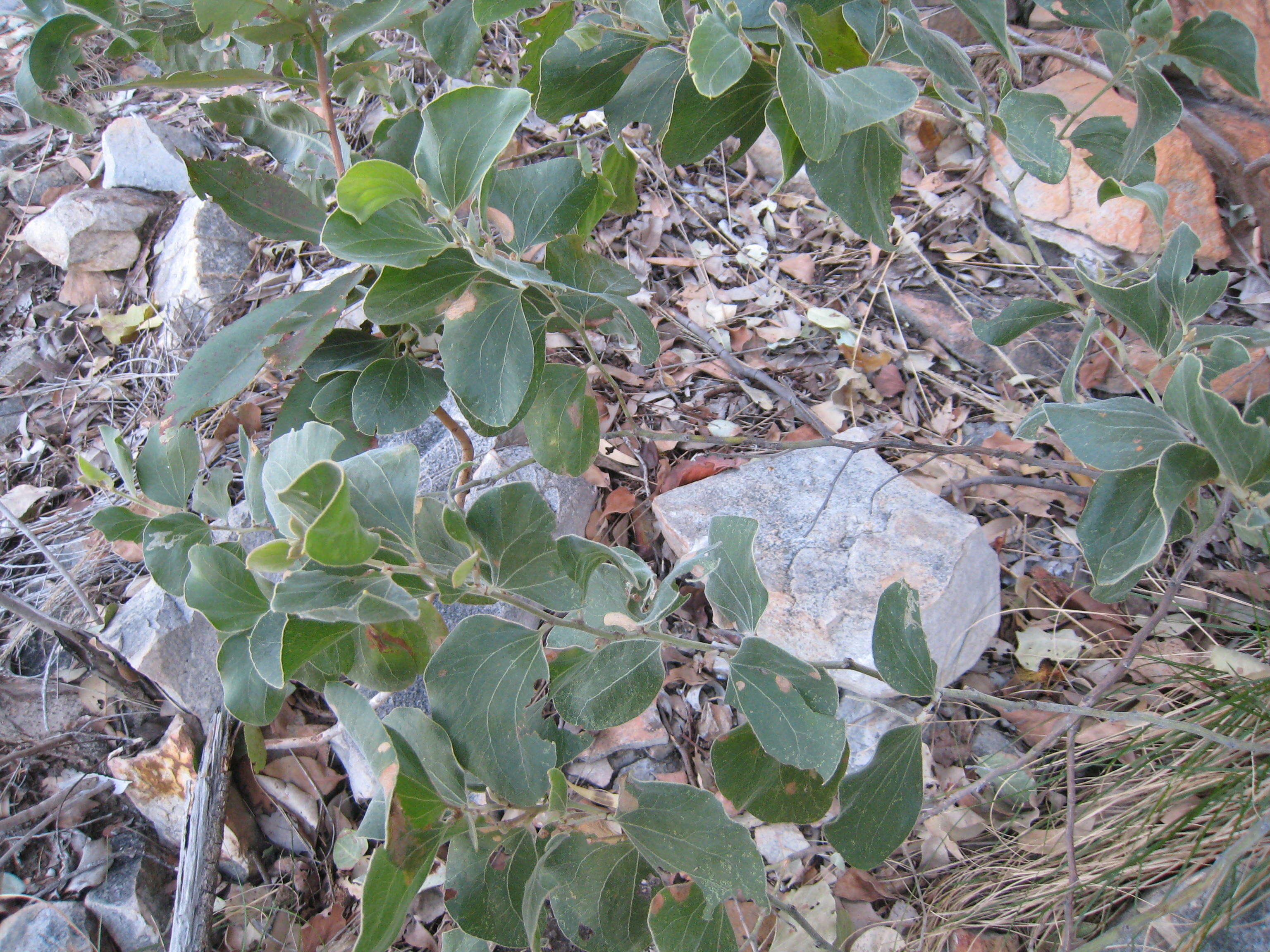 Image of Acacia dimidiata Benth.