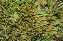 Image of turgid aulacomnium moss