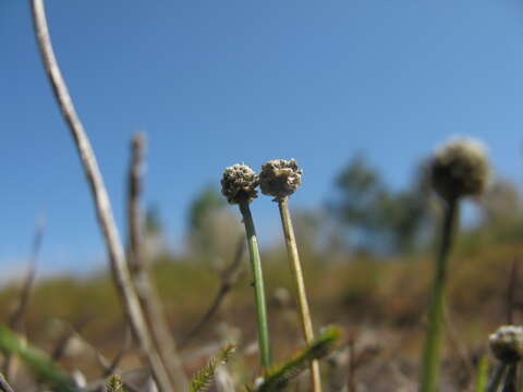 Sivun Eriocaulon scariosum Sm. kuva