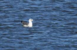 Image of Lesser Black-backed Gull