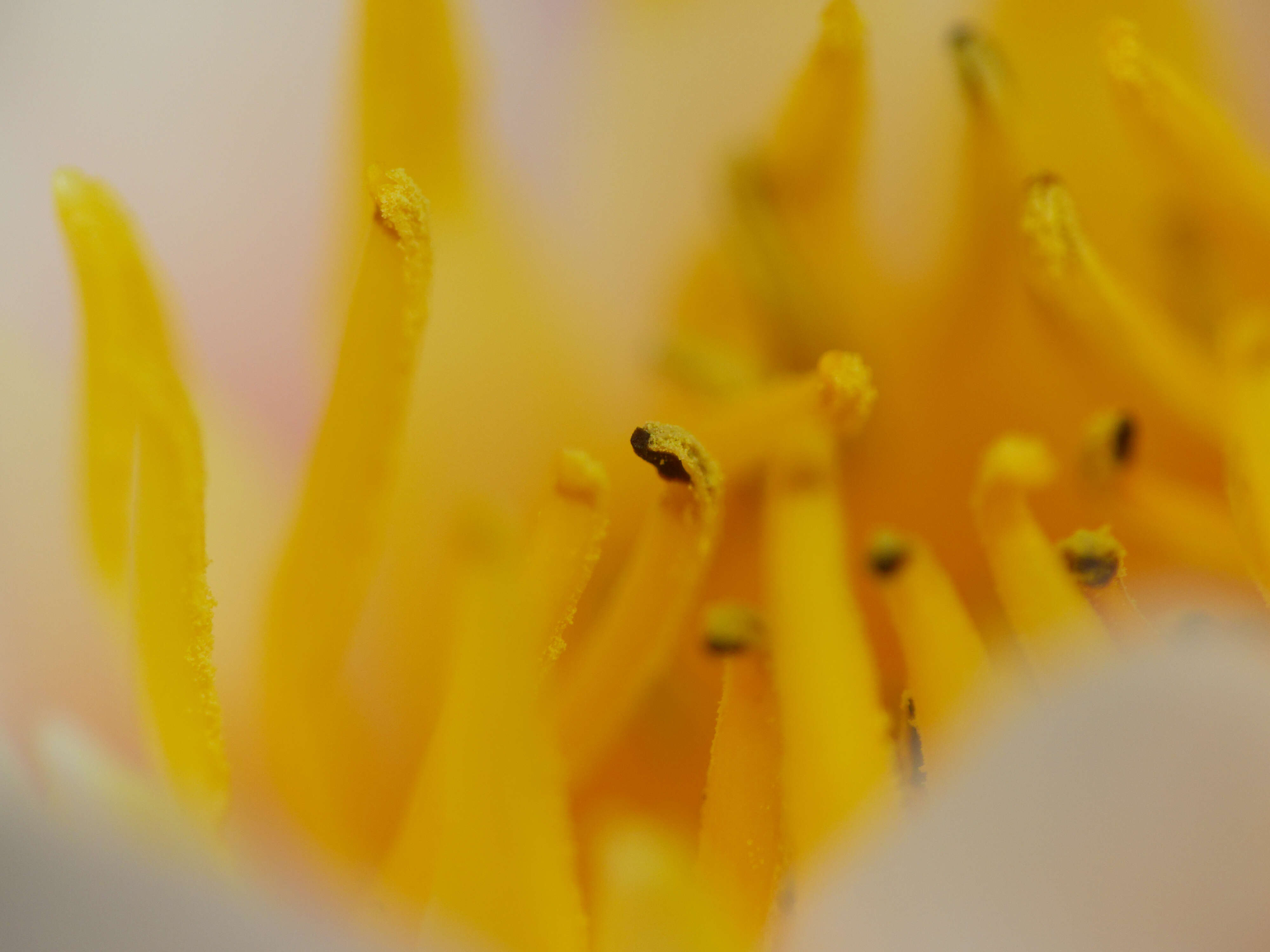 Image of waterlilies