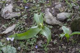 Image of Colchicum macrophyllum B. L. Burtt