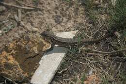 Sceloporus megalepidurus Smith 1934 resmi