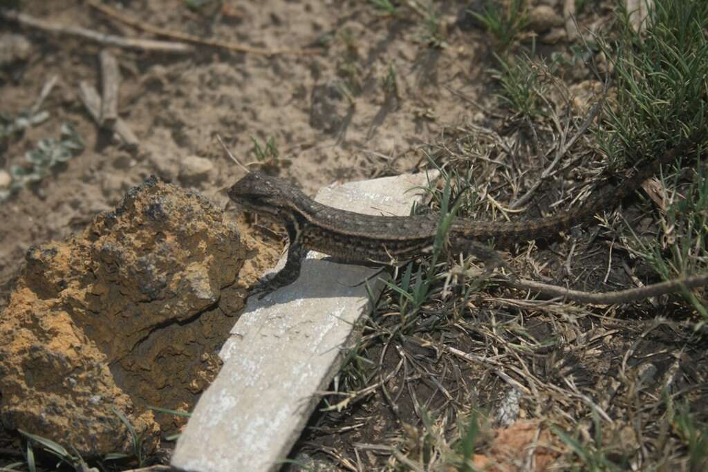 Image of Largescale Spiny Lizard